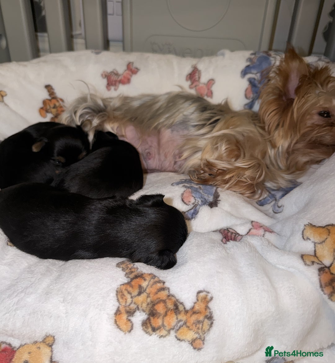 Yorkshire Terrier dogs for sale: For sale Tiny Yorkshire Terrier - Advert 2