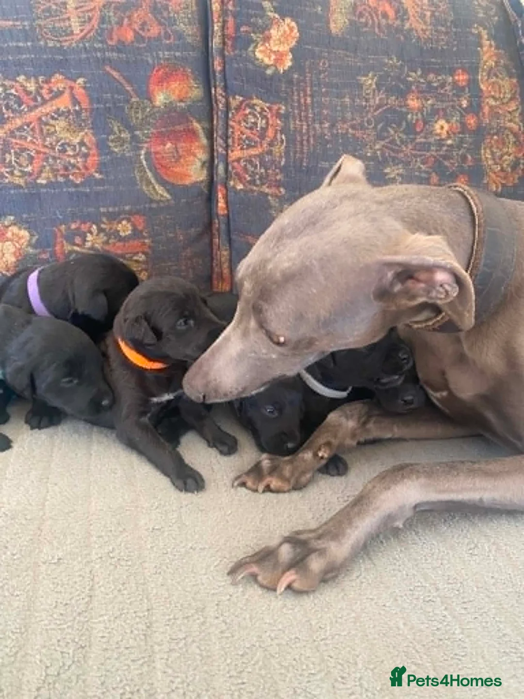 Mixed Breed dogs for sale: Bedlington x Whippet puppies - Advert 15