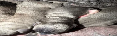 Whippet 5 girl 