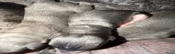 Whippet dogs for sale: Stunning Whippet puppies  - Advert 23