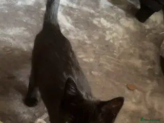 Mixed Breed cats Mixed breed kittens - Advert 1