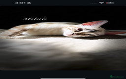 Bengal cats for sale: Bengal x Kittens - Image 1