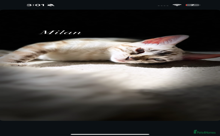 Bengal cats - Advert 1