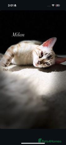 Bengal cats - Advert 1