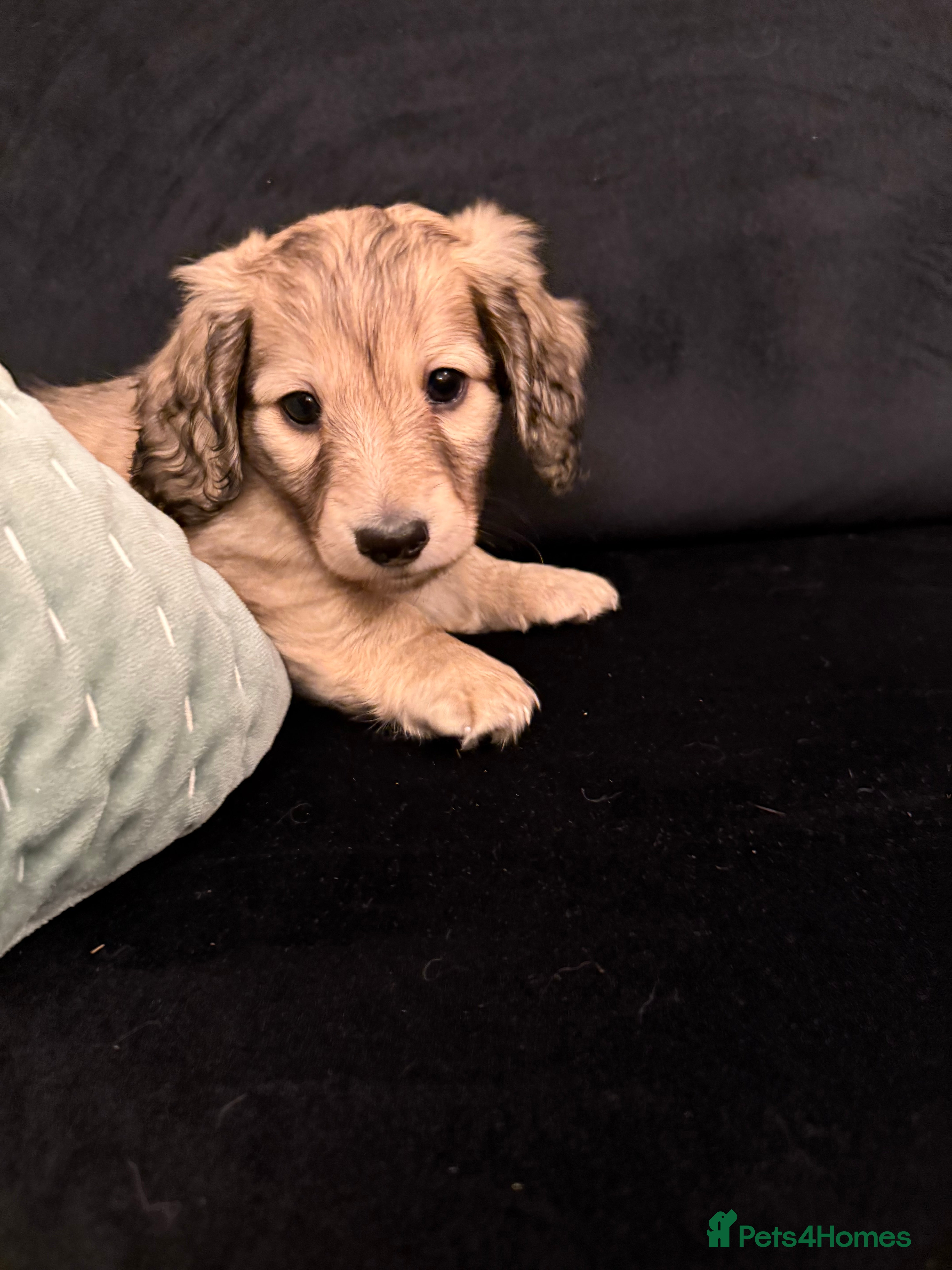 Miniature Dachshund dogs LONG HAIRED MINI DACSHUND  - Advert 2