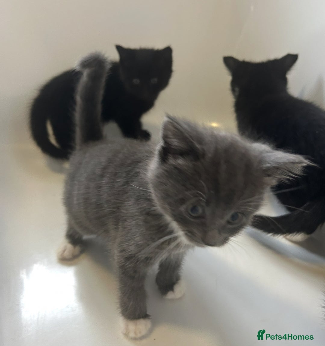 Mixed Breed cats for sale: 4 kittens looking for their forever home  - Advert 5