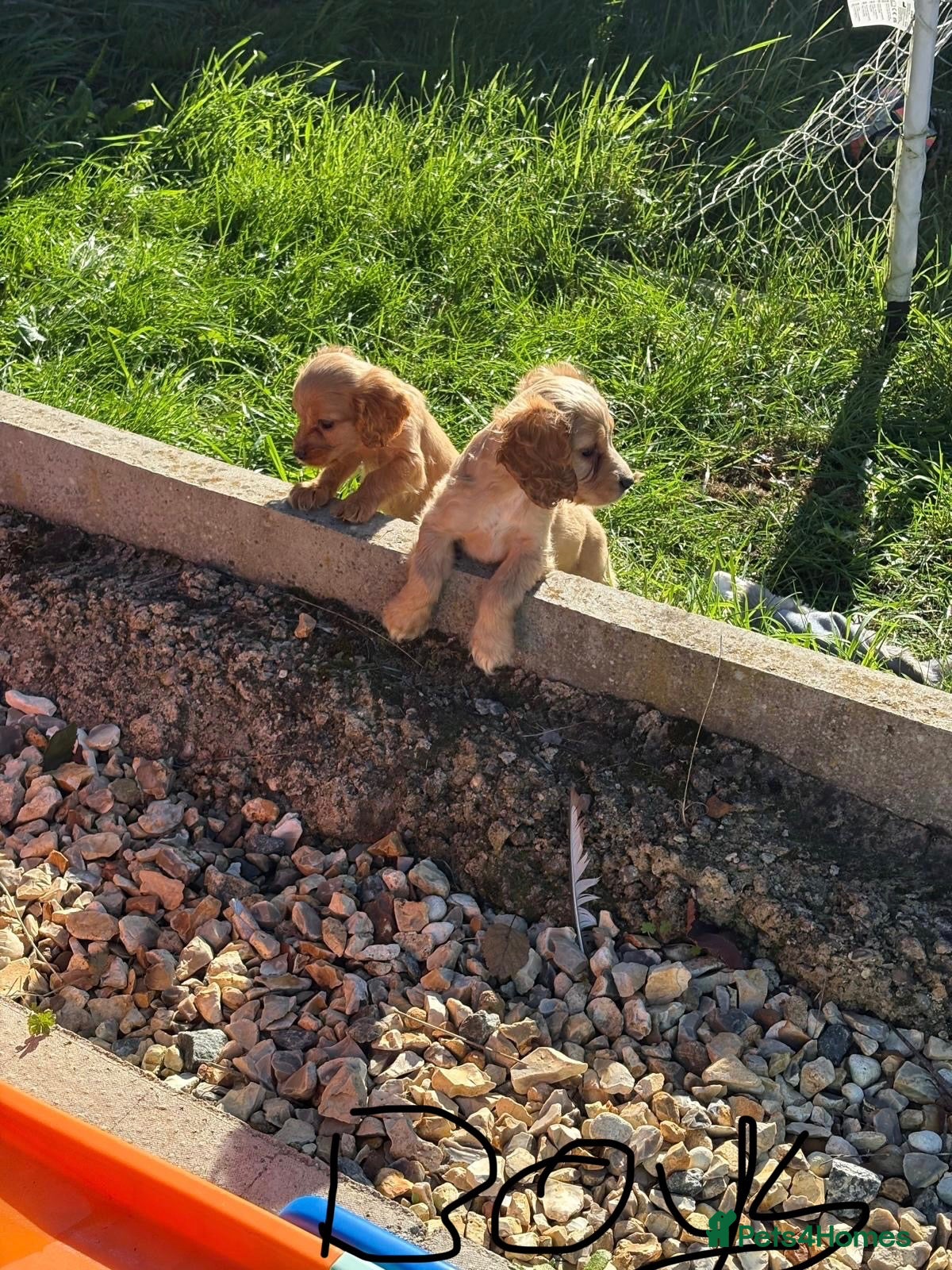 Cocker Spaniel dogs Cocker spaniel puppies  - Advert 2