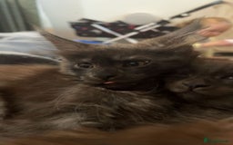 Maine Coon cats for sale: Stunning championship Maine coon black smoke - Image 12