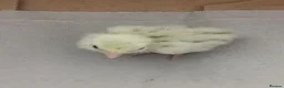 Quail poultry for sale: Mixed Coturnix Quail chicks - Advert 23