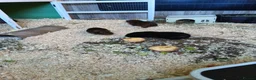 Guinea Pig rodents for sale: Male guineas in Hull - Advert 4