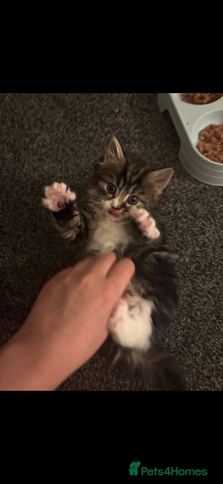 Mixed Breed cats for sale: Kittens in need of urgent homes  in Rotherham - Advert 8