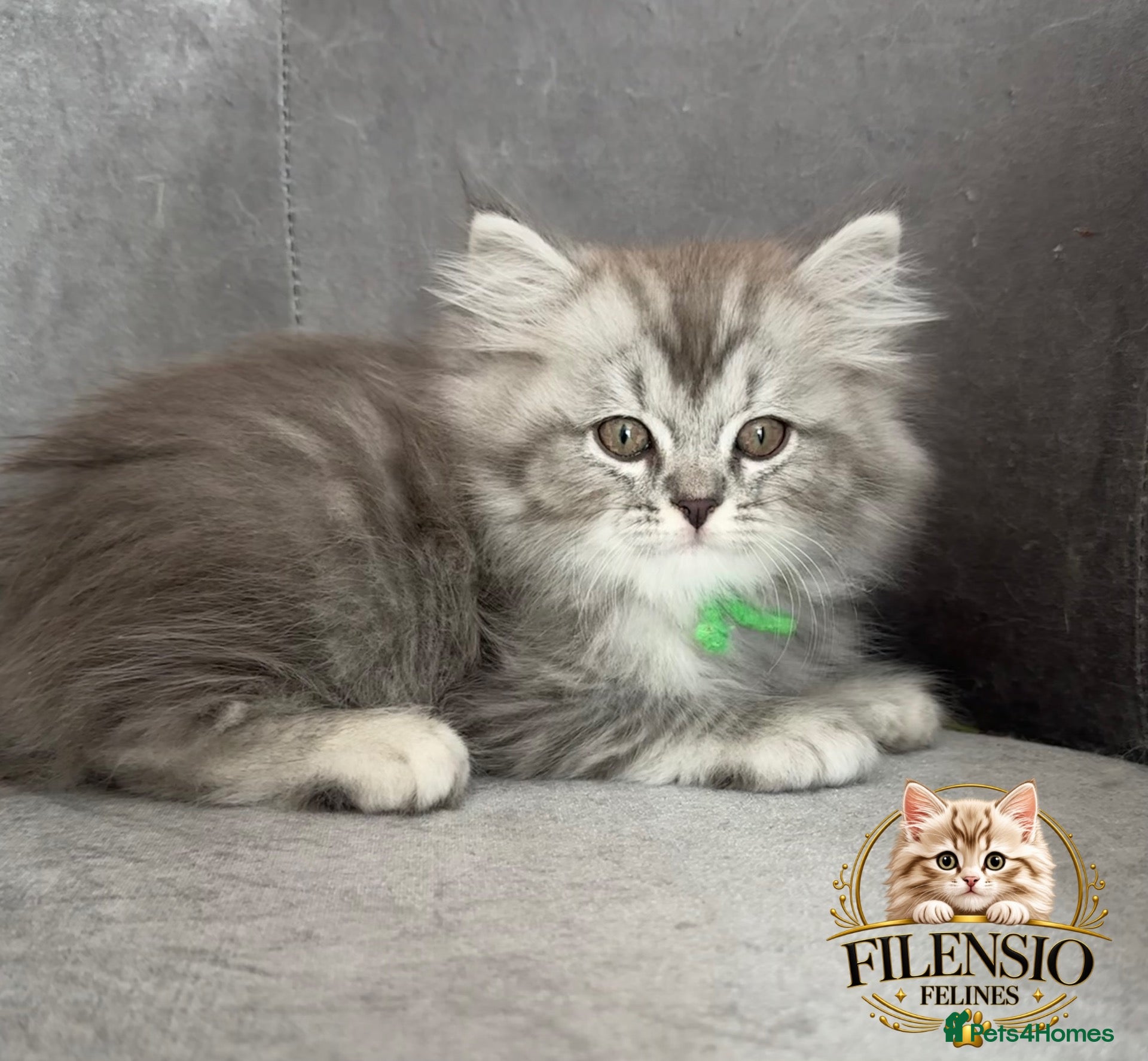 RagaMuffin cats for sale: Authentic Rare RagaMuffins  - Advert 5