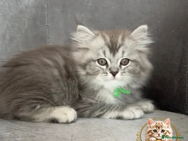 RagaMuffin cats for sale: Authentic Rare RagaMuffins - Advert 18