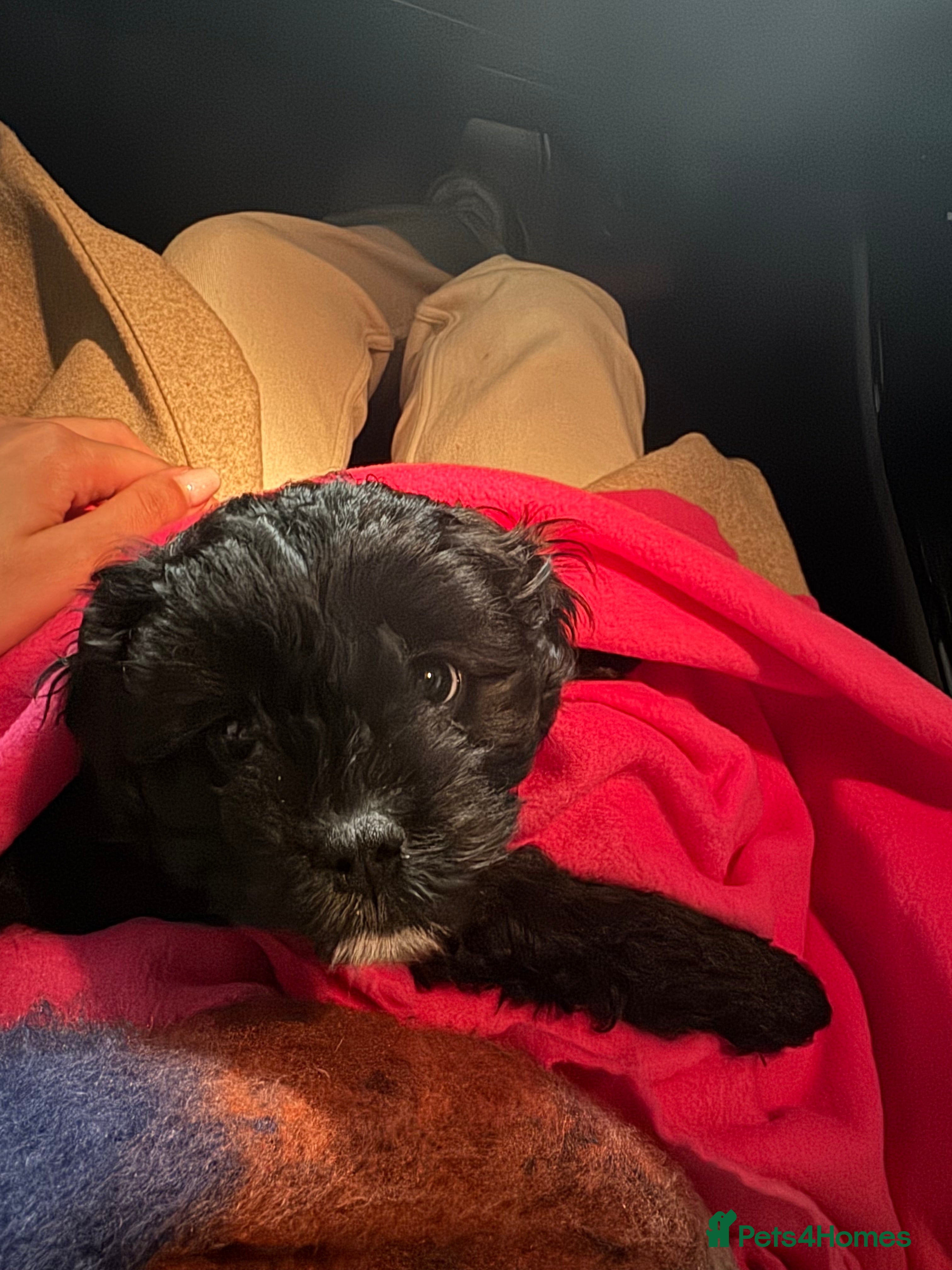 Cavapoo dogs Cavapoo - Advert 1