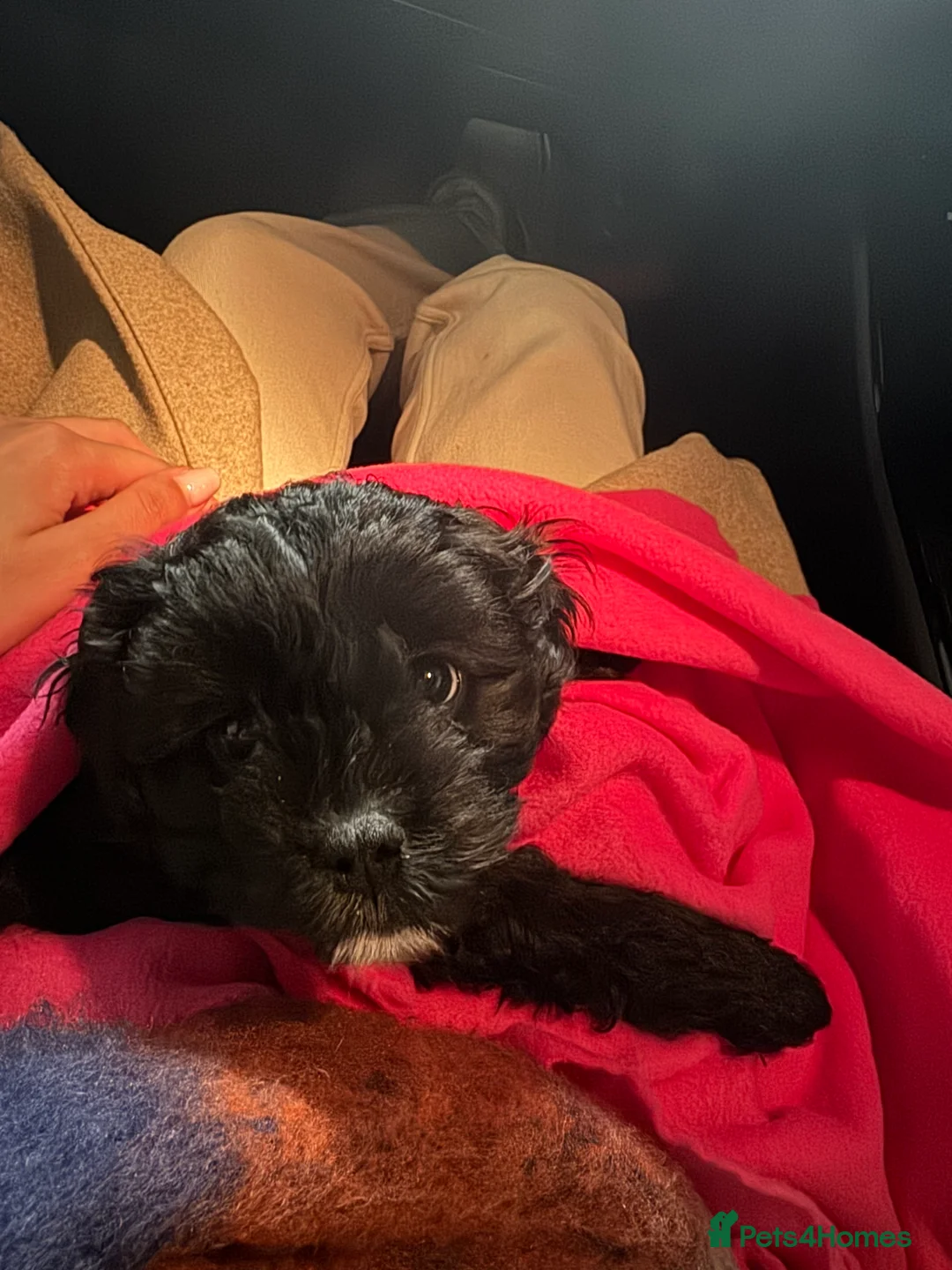 Cavapoo dogs for sale: Cavapoo - Advert 1