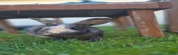 Mixed Breed rabbits for sale: Monster Munch - neutered & Vaccinated  - Advert 4