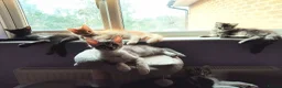 Maine Coon cats for sale: beautiful Maine coon kittens (2 poly) - Advert 4