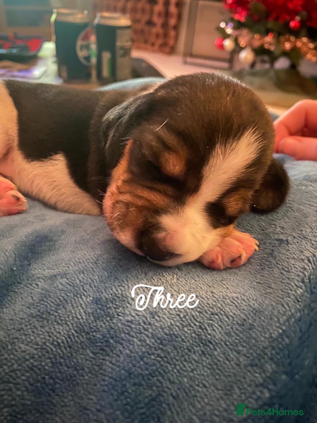 Beagle dogs for sale: 5 Beautiful tri beagle pups  - Advert 15