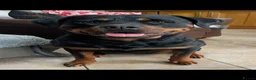 Rottweiler dogs for sale: bitch for sale from health tested patients  - Advert 4