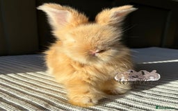 Angora rabbits for sale: Fully Vaccinated Maxi Faced English Angora - Advert 9