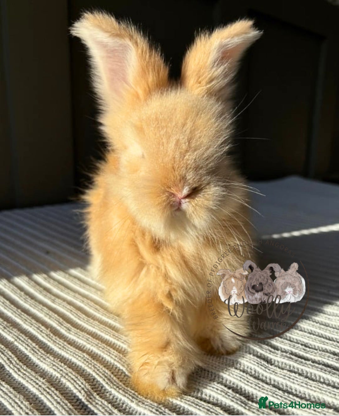 Angora rabbits for sale: Fully Vaccinated Maxi Faced English Angora - Advert 9