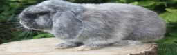Mini Lop rabbits for sale: Mini lop male rabbit  - Advert 2