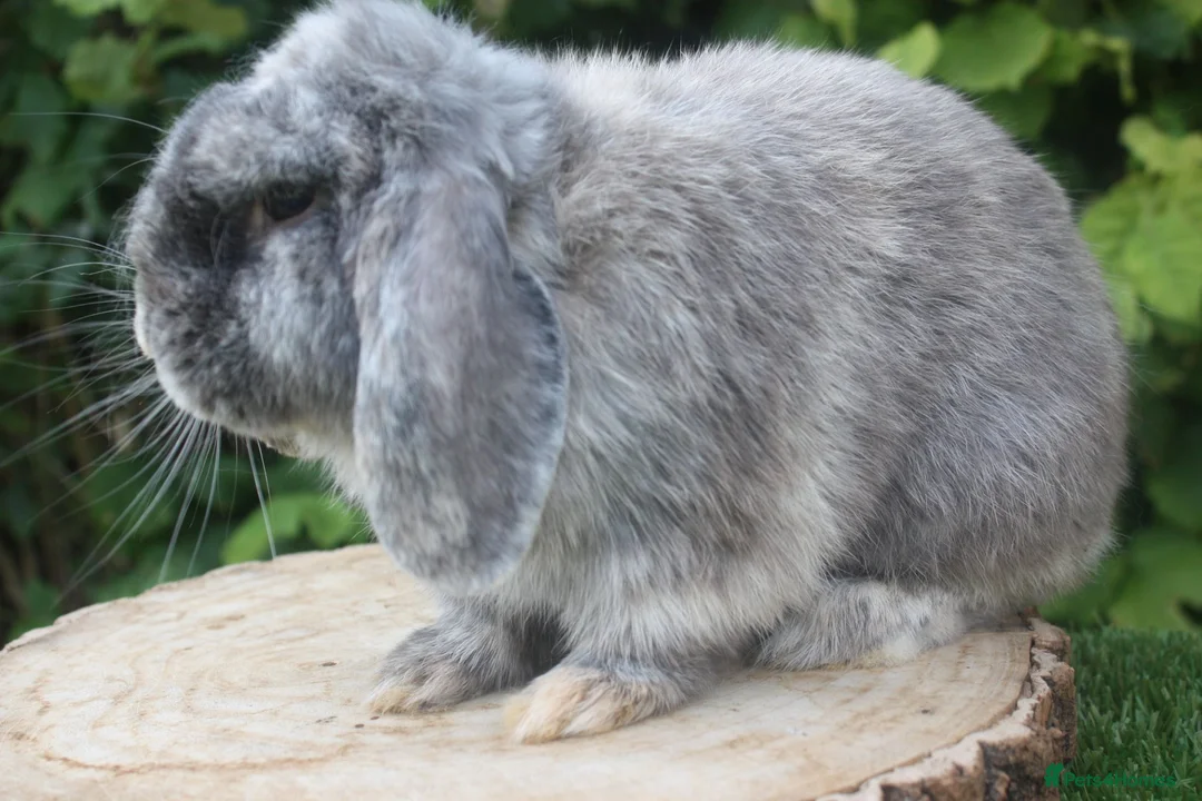 Mini Lop rabbits for sale: Mini lop male rabbit  - Advert 2