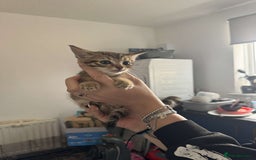 Tibetan cats for sale: 4 female kittens ready for new homes - Image 4
