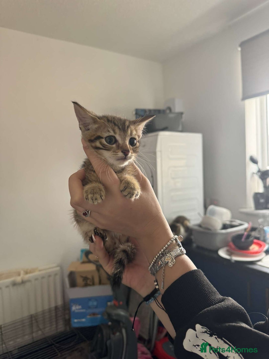 Tibetan cats for sale: 4 female kittens ready for new homes - Image 4