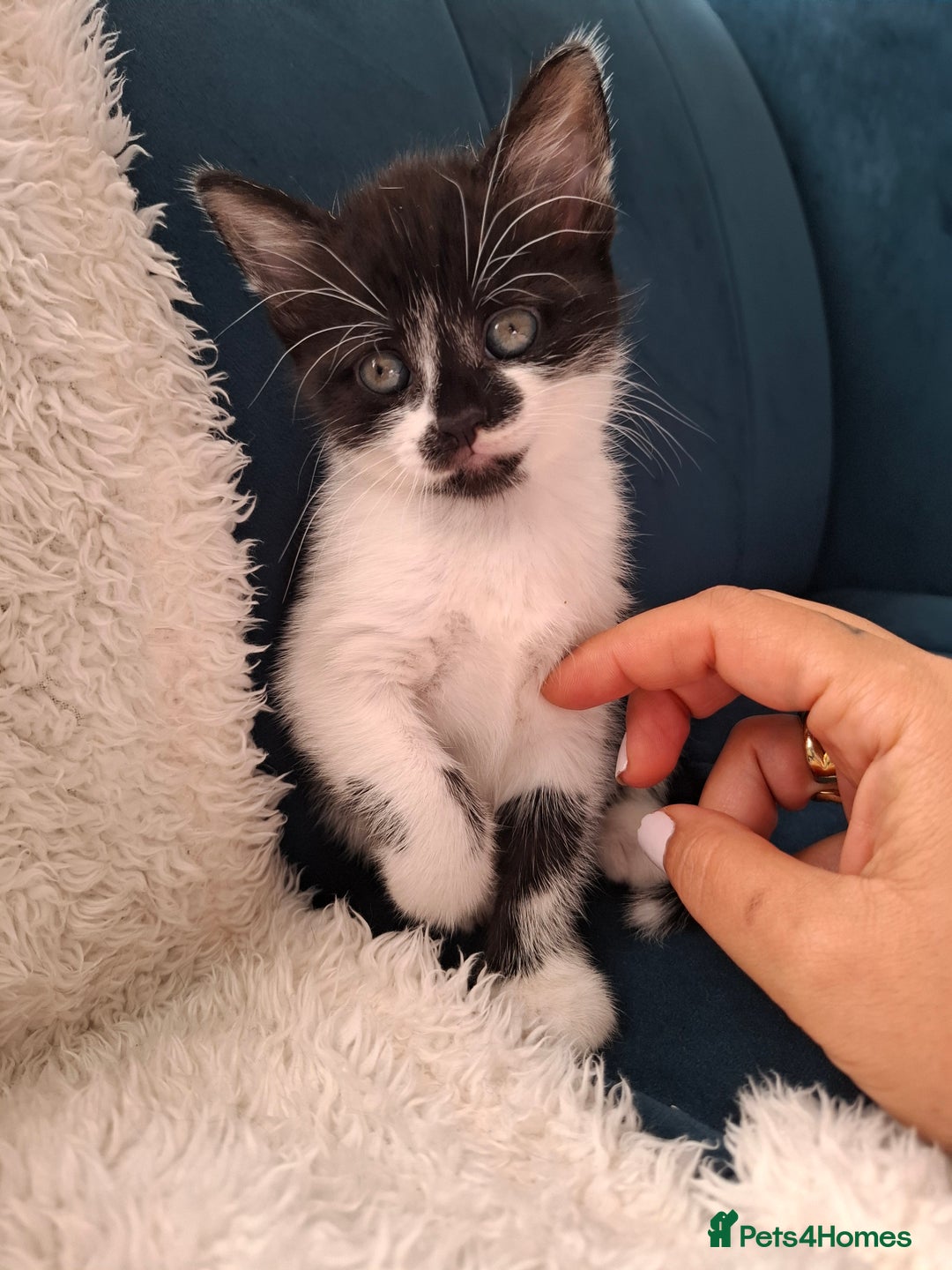 Mixed Breed cats for sale: Tabby/British short hair - Advert 11