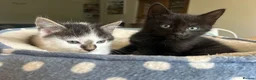 Mixed Breed cats for sale: Kittens in Cheltenham - Advert 4