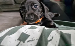 Miniature Dachshund dogs for sale: Miniature dachshund  - Image 12