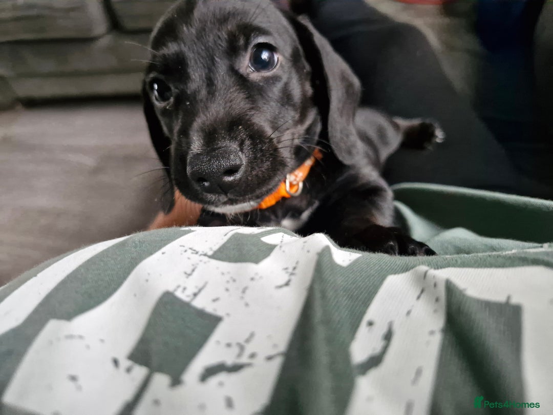 Miniature Dachshund dogs for sale: Miniature dachshund  - Image 12