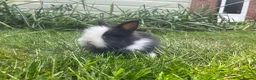 Lionhead rabbits for sale: Beautiful mini double maned lionheads  - Advert 18