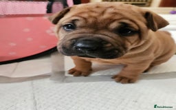 Shar Pei dogs for sale: Shar Pei puppies (READY TO GO NOW) - Image 4