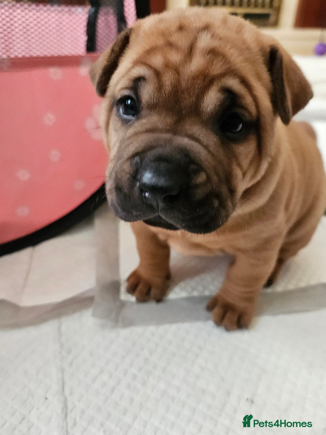 Shar Pei dogs for sale: Shar Pei puppies (READY TO GO NOW) - Image 4