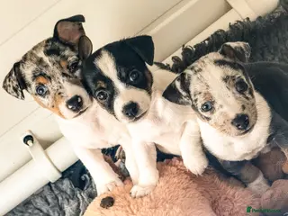 Jack Russell dogs Miniature Jack Russell Puppies - Advert 1