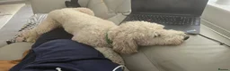 Labradoodle dogs for stud: Bailey: Top-Temperament Proven Stud - Advert 7
