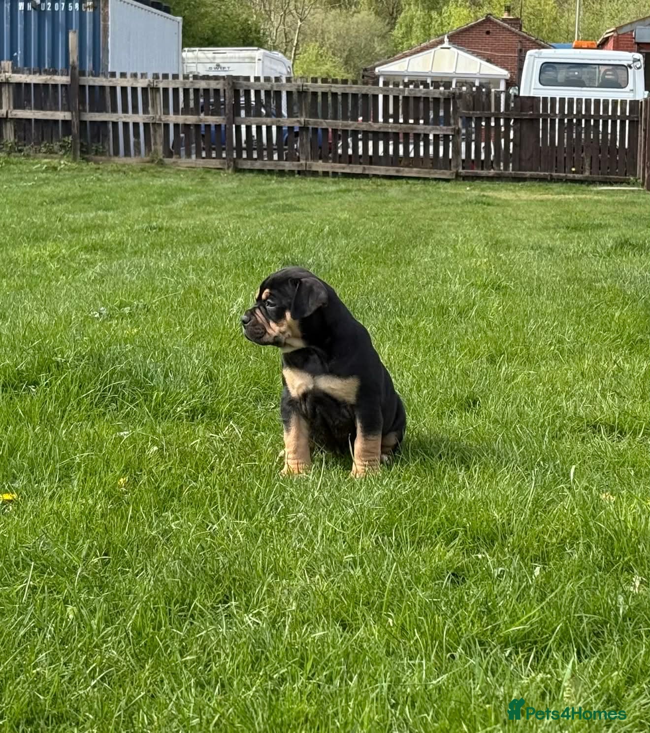 Olde English Bulldogge dogs Olde english bulldogee READY IN 2 WEEKS  - Advert 2