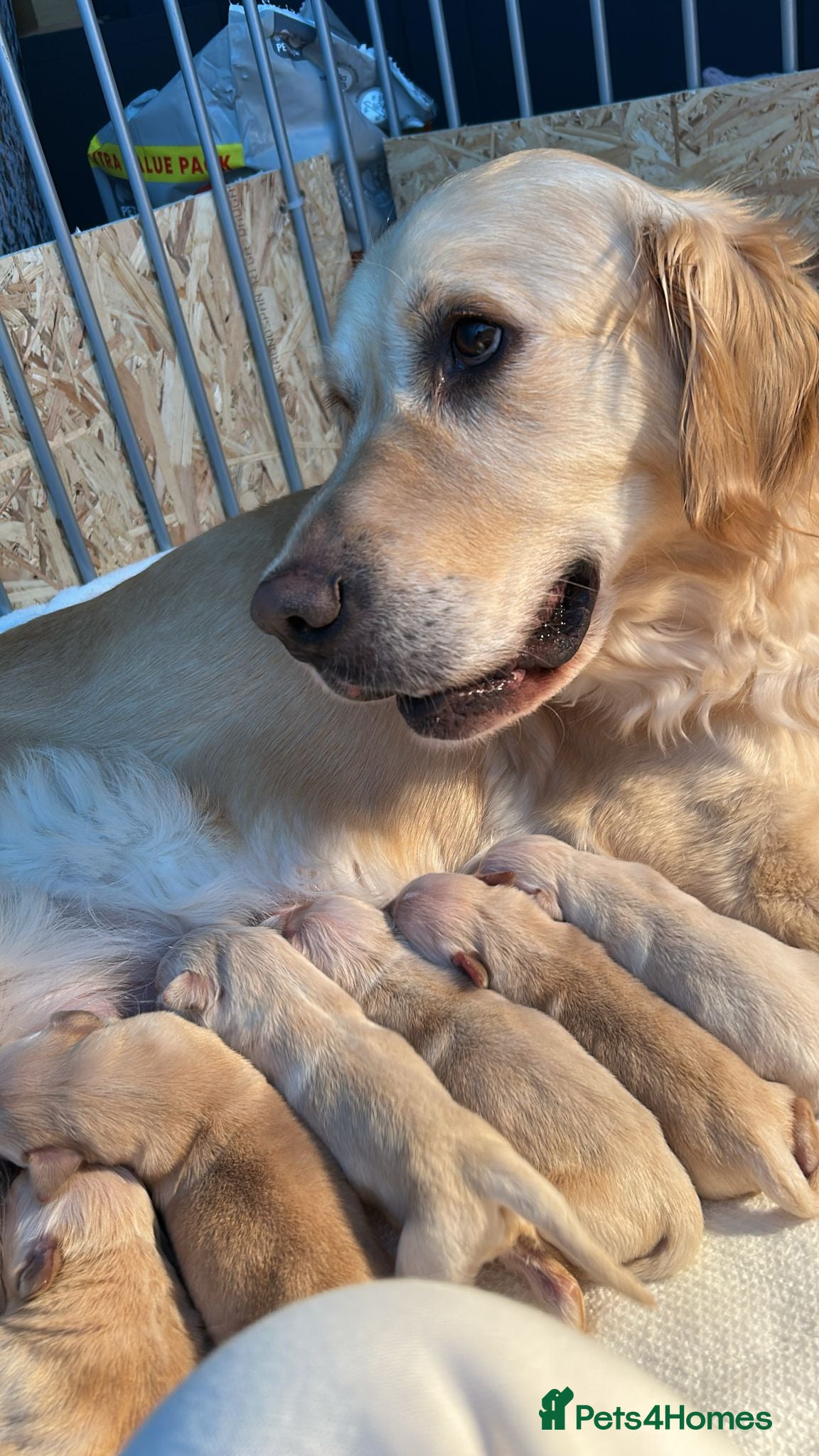 Golden Retriever dogs Beautiful golden retriever puppies - Advert 1