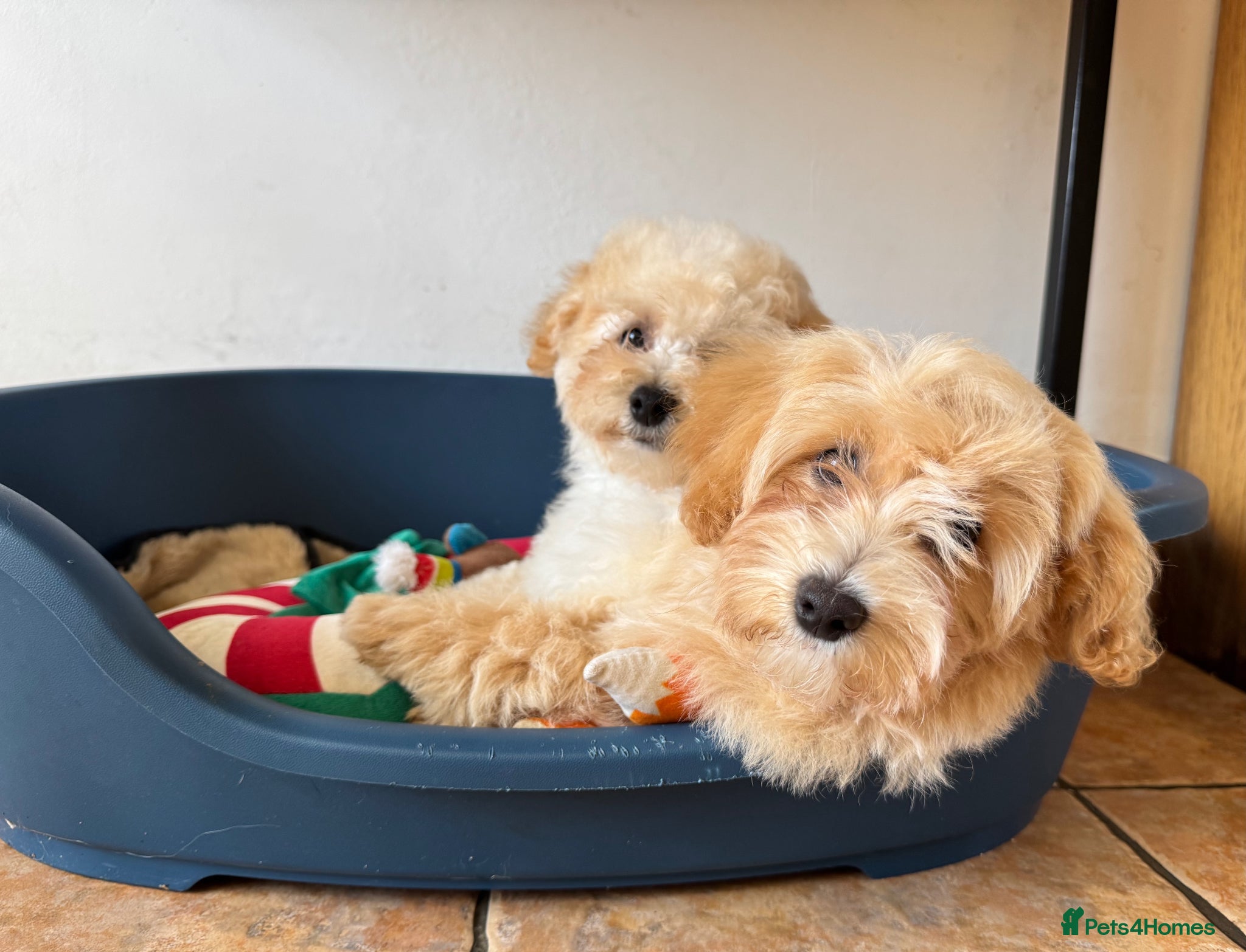 Maltipoo dogs Exceptional litter of F1 Maltipoo puppies - Advert 2