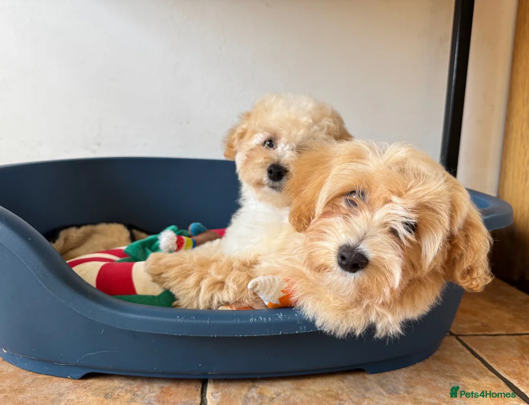 Maltipoo dogs for sale: Exceptional litter of F1 Maltipoo puppies - Advert 1