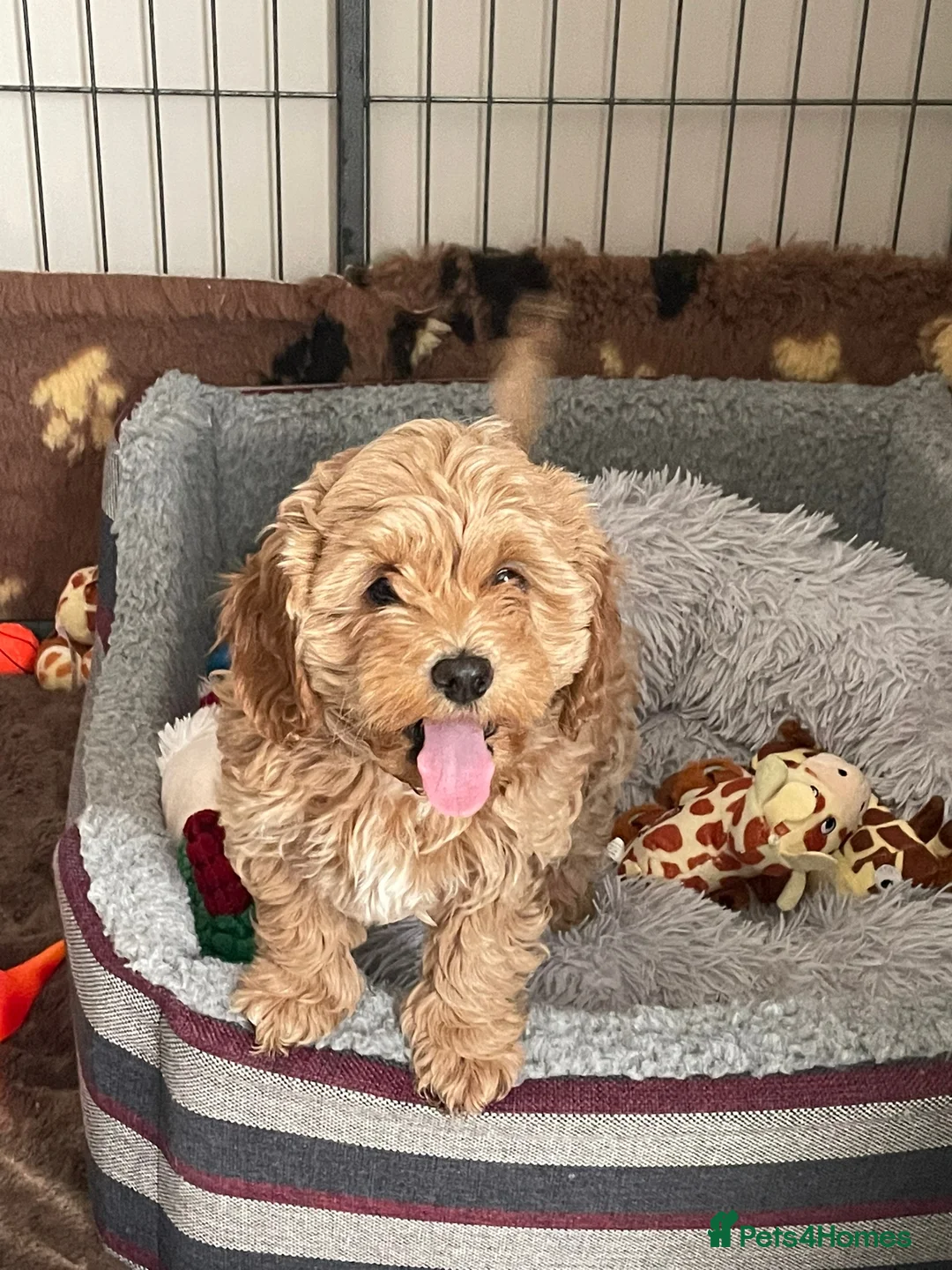 Toy Poodle dogs for stud: *STUD* Gorgeous KC Registered Toy Poodle in Manchester - Advert 14