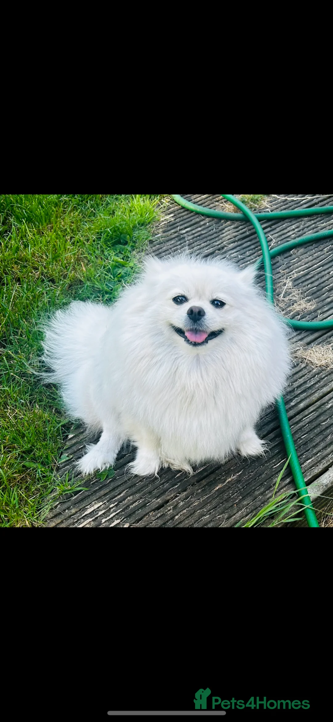 Pomeranian dogs for sale: Fluffy Teddy Bear Pomeranian Puppies Kc Reg - Advert 8
