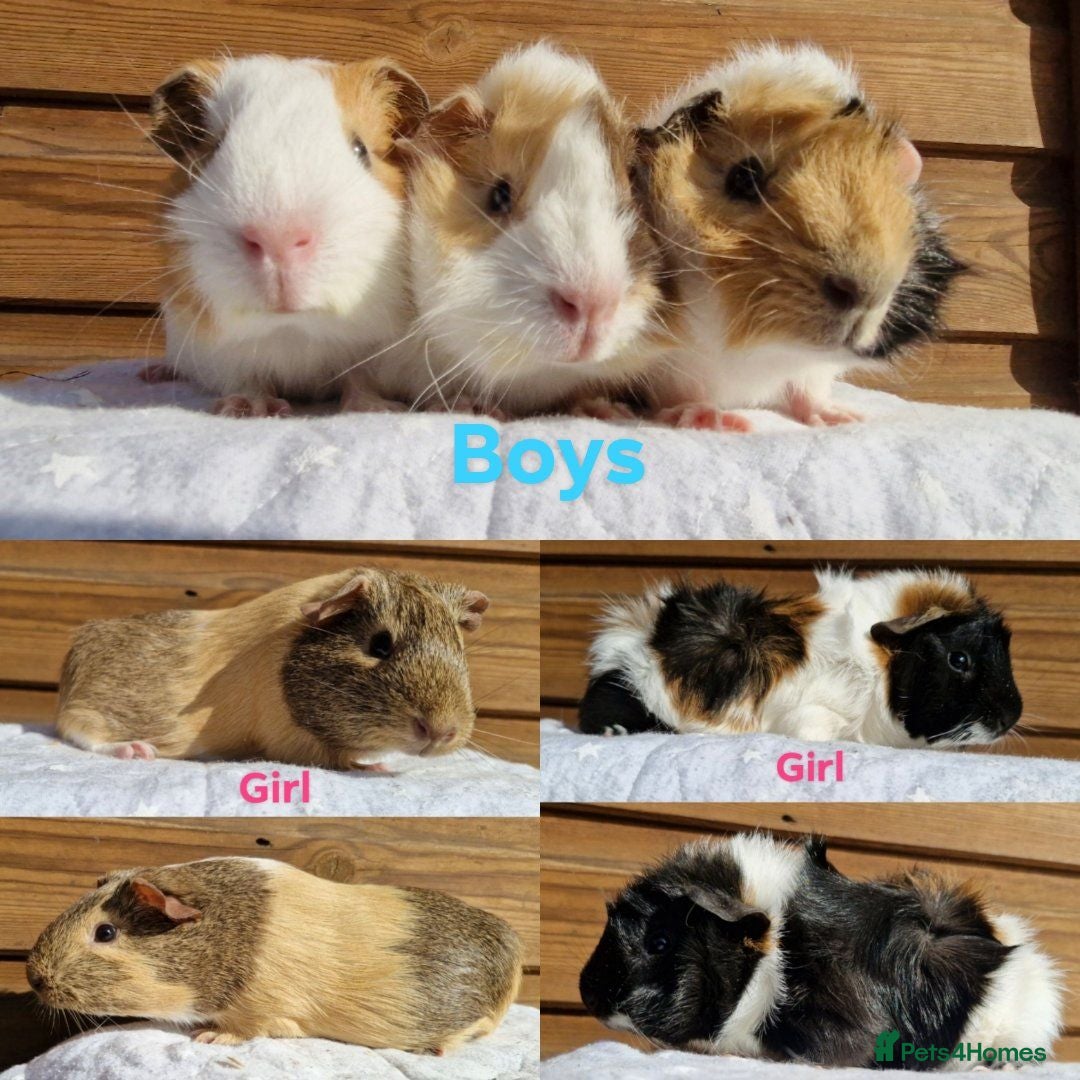 Guinea Pig rodents Baby guinea pigs - Boys & Girls Available - Advert 1
