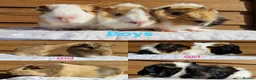 Guinea Pig rodents for sale: Baby guinea pigs - Boys & Girls Available in Carnforth - Advert 1