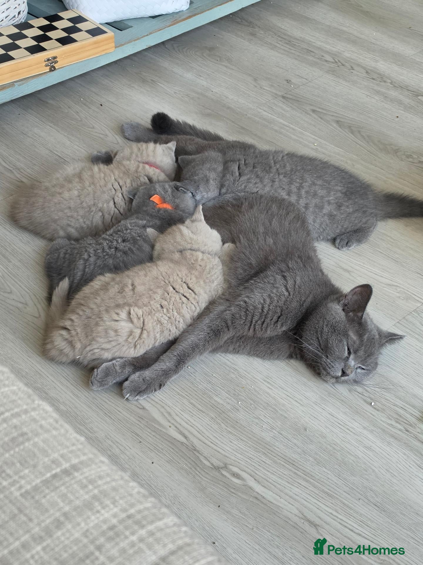 British Shorthair cats 🐾 GCCF British Shorthair Kittens  - Advert 2