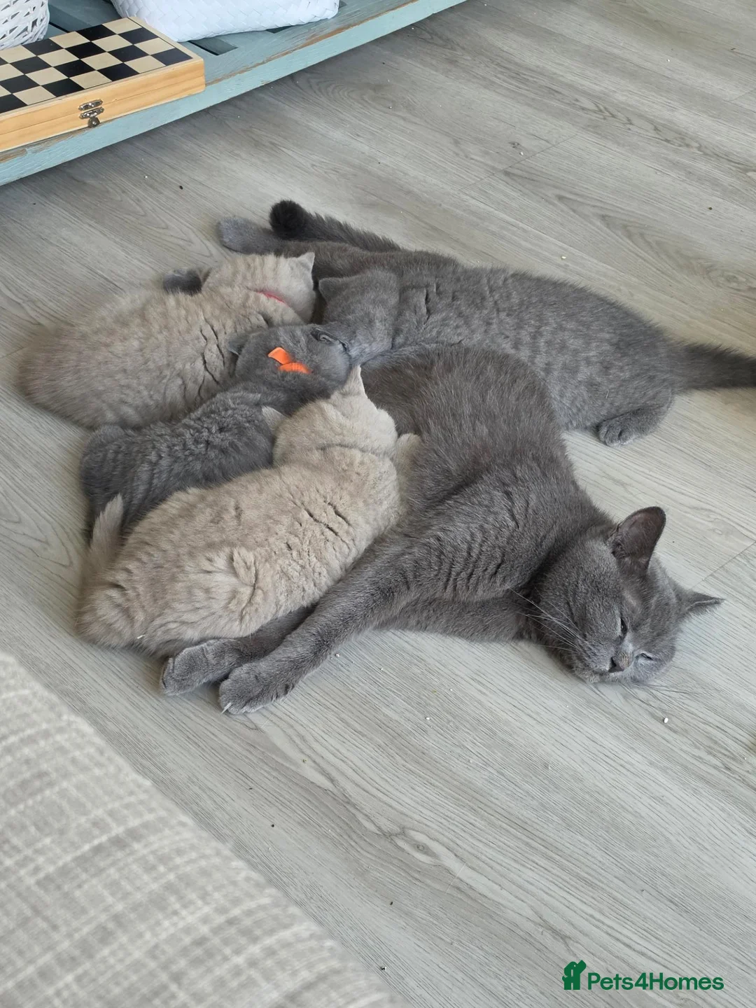 British Shorthair cats for sale: 🐾 GCCF British Shorthair Kittens  - Advert 2