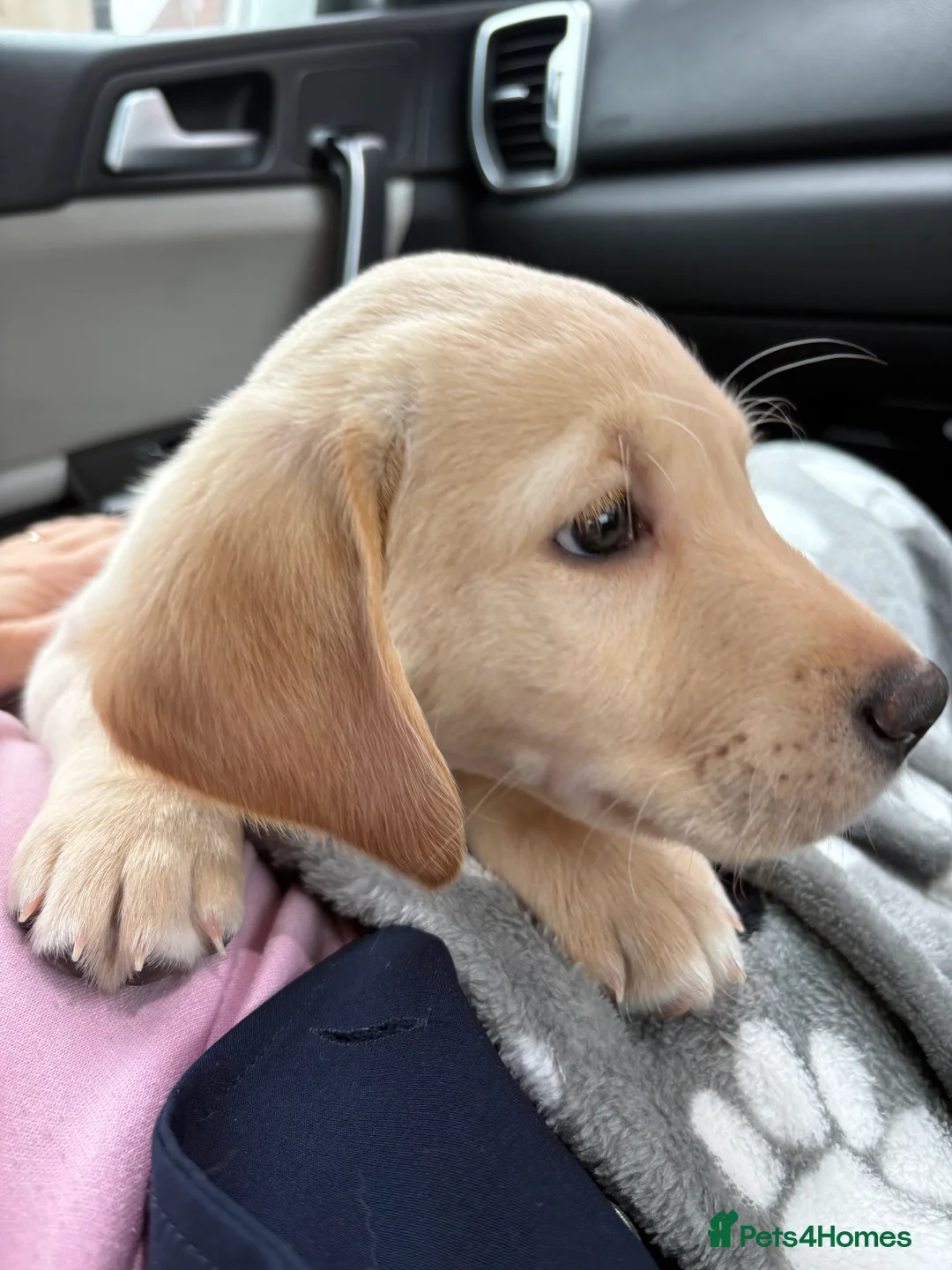 Goldador dogs for sale: Goldador puppy ozzy  - Advert 12