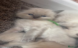 Ragdoll cats for sale: Ragdoll kittens (2 boys and 2 girls)  - Image 16